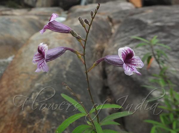 Travancore Asystasia